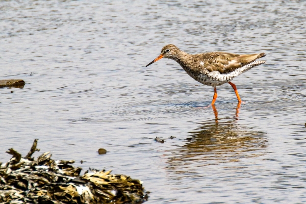 A Redshank stands in the Castletown River in Dundalk, County Louth