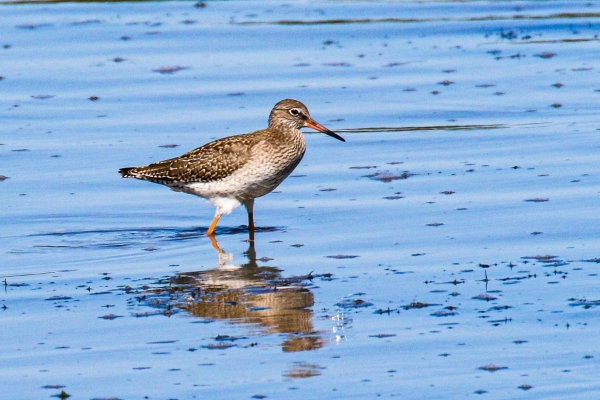 A Redshank at low tide in Malahide, Dublin