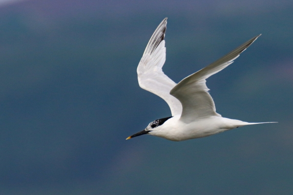 A Sandwich flies up the channel at Soldiers Point, Dundalk