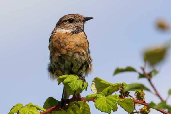 A Stonechat perched on a blackberry bush at Bray Head, County Wicklow