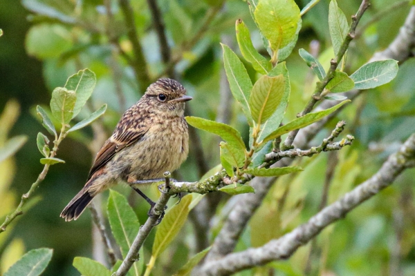 A Stonechat perched in a tree at Soldier's Point, Dundalk, Ireland