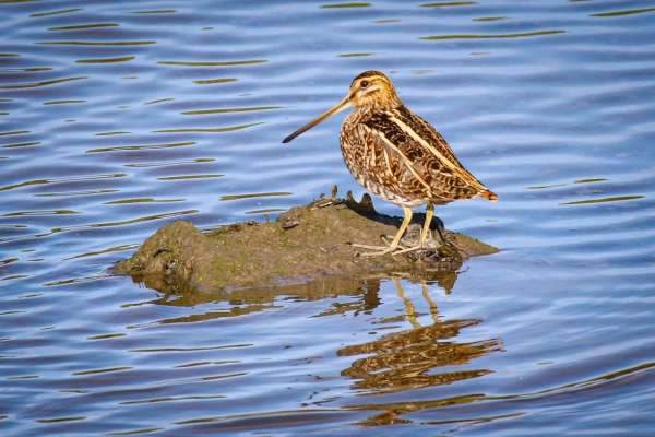 A Snipe on the River Nanny in Dundalk Town