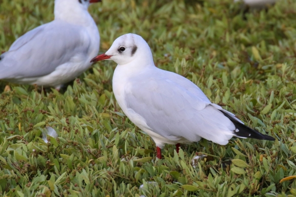 A Black Headed Gull rests at high tide at the edge of the waterline in Dungarvan, Waterford, Ireland