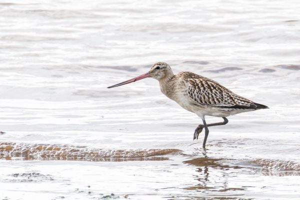 A Bar-Tailed Godwit forages at the edge of the waterline in Dungarvan, Waterford, Ireland