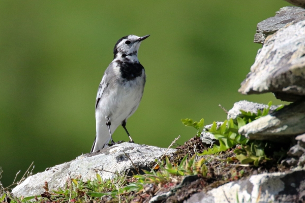 A White Wagtail on the cliff edge at Great Blasket Island, Kerry