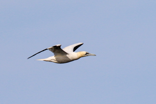 A Gannet flies along the shoreline on Great Blasket Island, Ireland