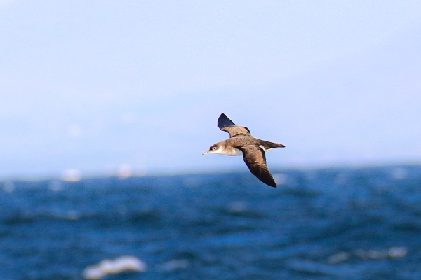 A Manx Shearwater flies just above the waves as it searches for food!