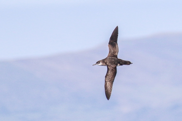 A Manx Shearwater banks with its wingtips pointing upwards and downwords!