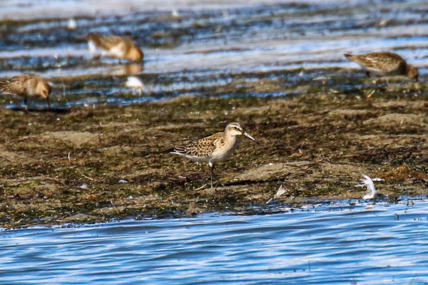 A Curlew Sandpiper on the shoreline of Our Lady's Island Lake in Wexford, Ireland