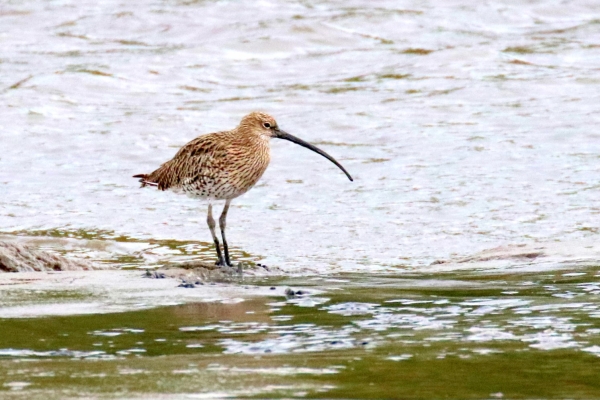 A Curlew on the Nanny River, Dundalk, County Louth