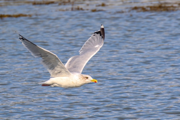 A Herring Gull flies up the channel in Dungarvan, Waterford, Ireland