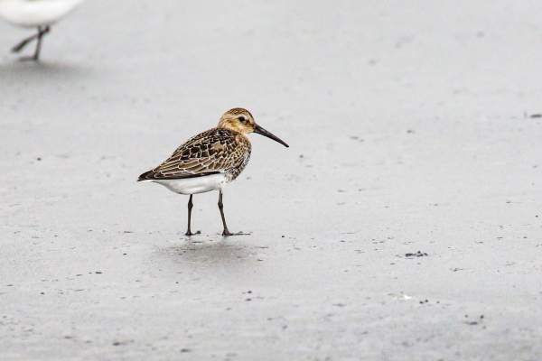A Dunlin on the mud bank in Dungarvan, Waterford, Ireland