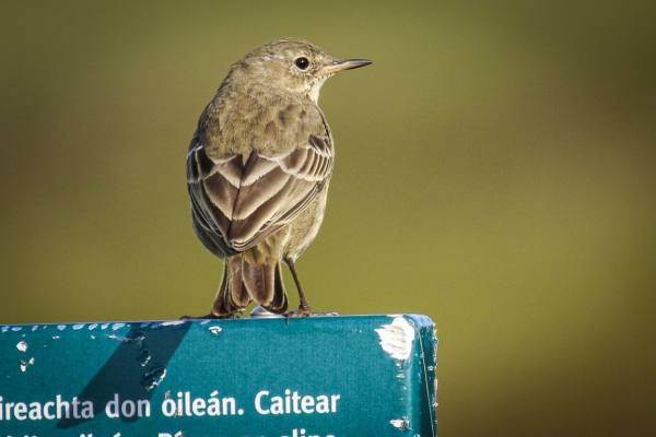 A Rock Pipit perched on a sign at Ventry Harbour, County Kerry!