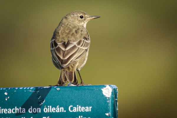 A Rock Pipit perched on a sign at Ventry Harbour, County Kerry!