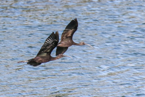 A pair off Glossy Ibises in flight over Our Lady's Island Lake in Wexford, Ireland
