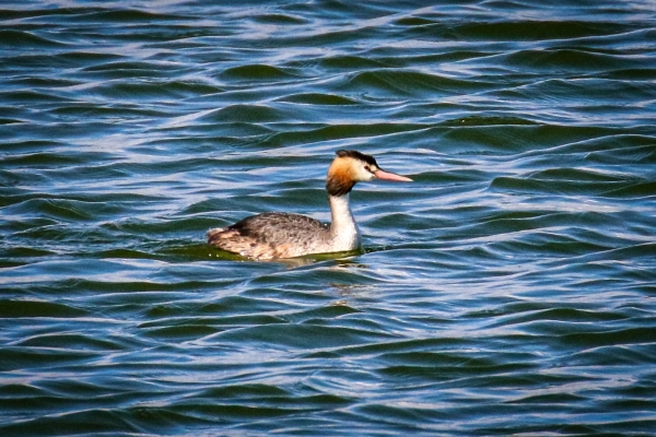 A Great Crested Grebe in Our Lady's Island Lake, Wexford, Ireland
