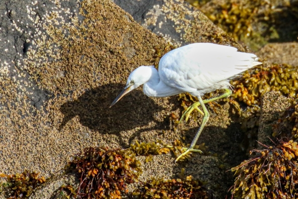 A Little Egret forages on the rocky shoreline in County Kerry