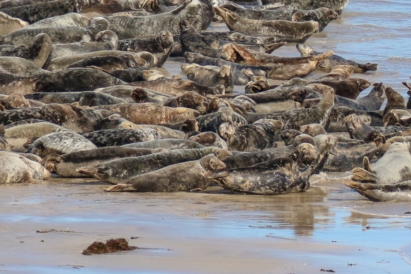 Grey Seals on the beach on Great Blasket Island, County Kerry, Ireland