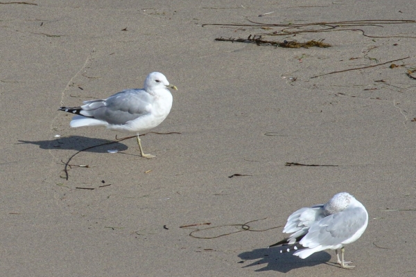 A Pair of Common Gulls resting on the beach on Great Blasket Island, County Kerry