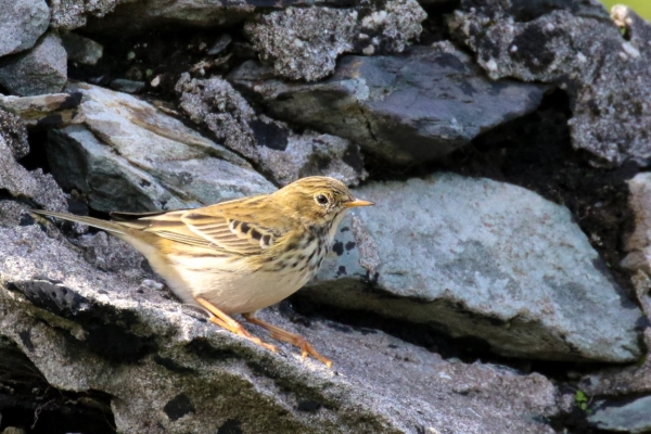 A Meadow Pipit at the shoreline on Great Blasket Island