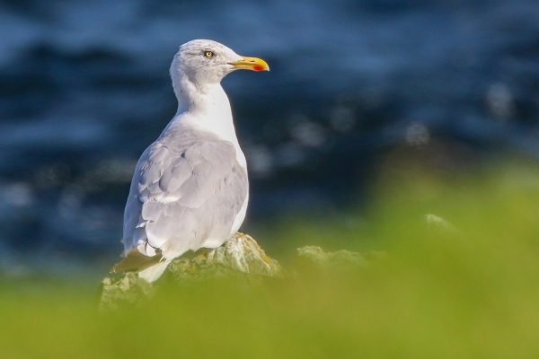 A Herring Gull on the cliff edge at Great Blasket Island, Kerry