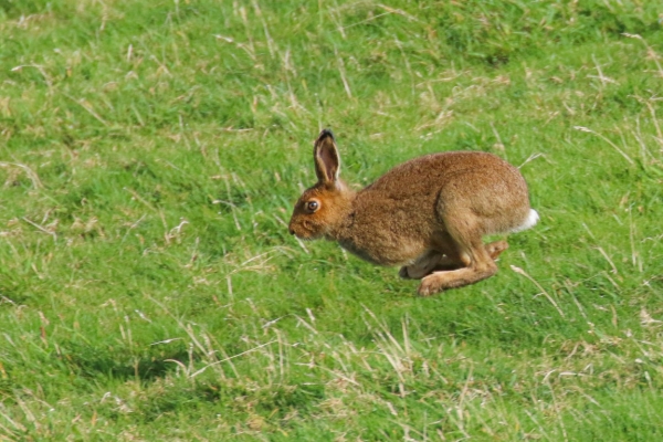 A Hare dashes across the grassland on Great Blasket Island, Kerry