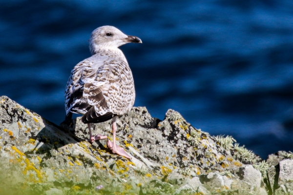 A Juvenile Herring Gull-Juvenile on the cliffs at Great Blasket Island, Kerry, Ireland