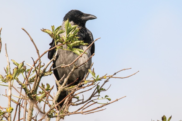 A Hooded Crow perched on top of a tree in Dungarvan, Waterford, Ireland