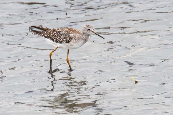 A Lesser Yellowlegs on the River Nanny in Dundalk, County Louth