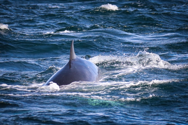 A Minke Whale breaches off the coast of Kerry, Ireland