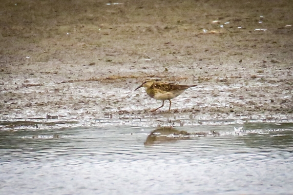 A Pectoral Sandpiper at Broadmeadows Estuary, Swords, Dublin