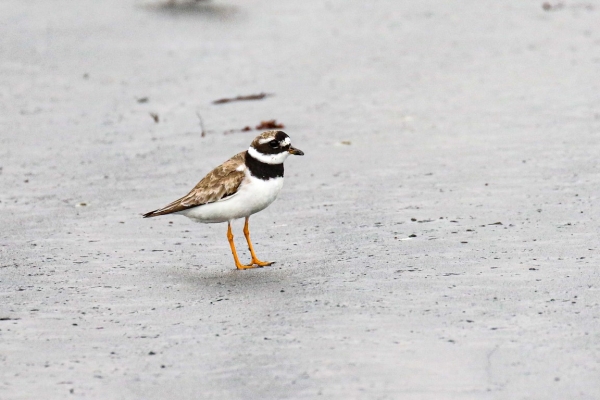 A Ringed Plover at the edge of the waterline in Dungarvan, Waterford, Ireland