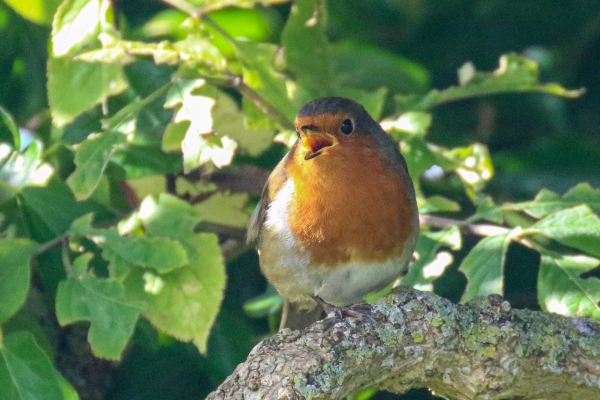 A Robin in a tree at Soldiers Point, Dundalk