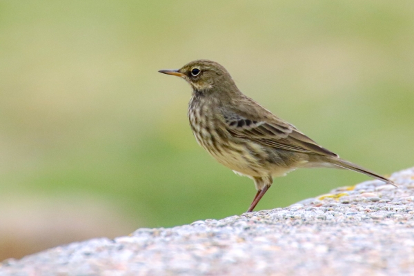 Rock Pipit on the wall of the Dungarvan Greenway, Waterford, Ireland