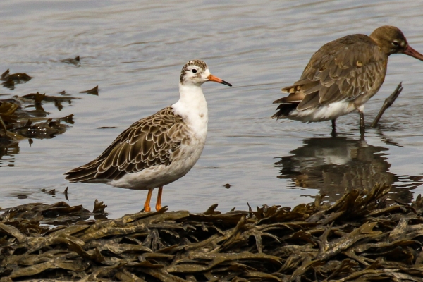 A Ruff in the bank of the River Nanny in Dundalk town centre