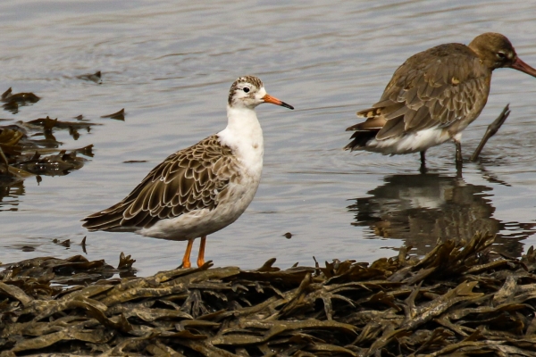 A Ruff on the banks of the Nanny River in Dundalk, Island
