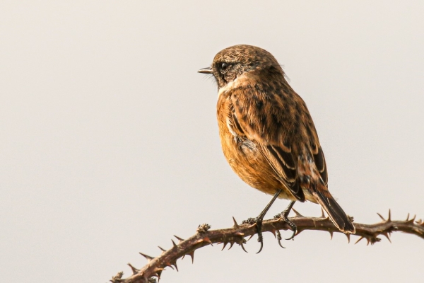 A Stonechat perched on a thorn bush in Dungarvan, Waterford, Ireland