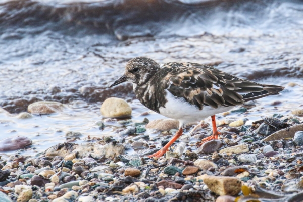 A Turnstone foraging at the water's edge in Dungarvan, Ireland