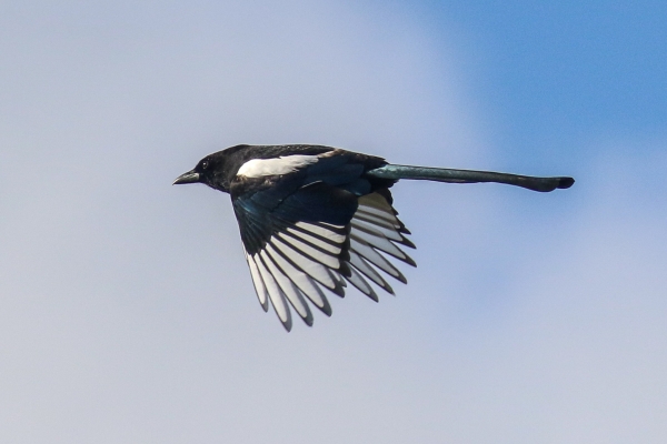 A Magpie flies over the old racecourse at Baldoyle, County Dublin, IReland