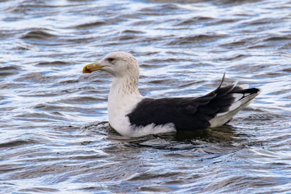 A Great Black Backed Gull in Ventry Harbour, Kerry Ireland