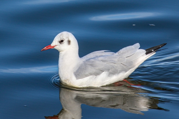 Black-headed Gull is reflected in calm water at Killiney Beach, Dublin