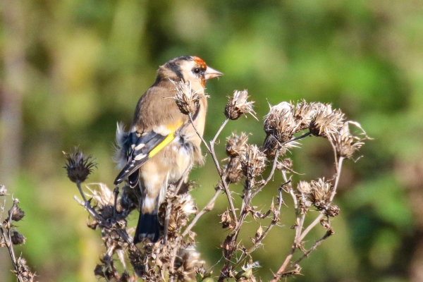 A Goldfinch sits on a thistle at Baldoyle Greenway, Dublin, Ireland