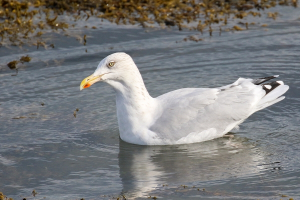 A Herring Gull in shallow water in Baldoyle, Dublin