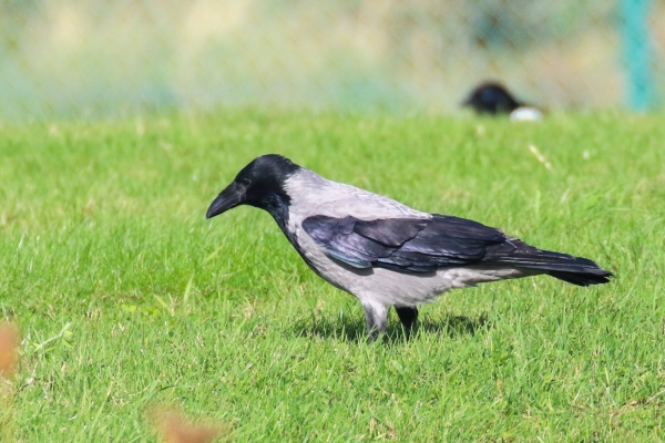 A hooded Crow in the grass at Baldoyle, County Sublin
