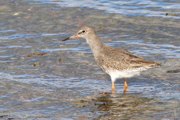 A Redshank on the shoreline at Baldoyle, Dublin