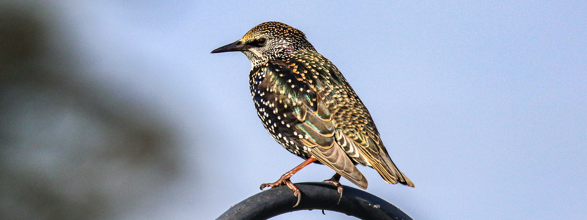 A Starlings iridescent colours are enhances by Autumn sunshine in Portmarnock, Dublin, Ireland