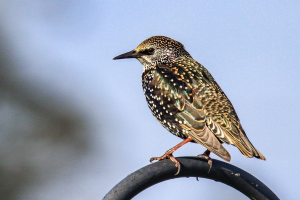 A Starling's iridescent colours are enhances by Autumn sunshine in Portmarnock, Dublin, Ireland