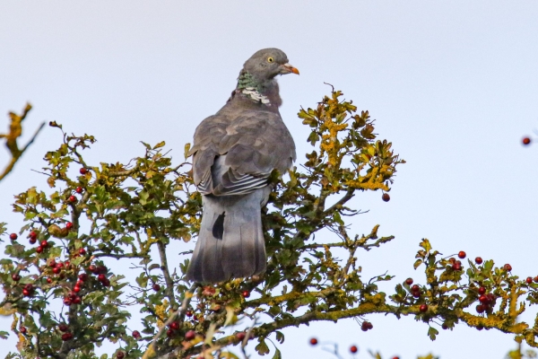 A Wood Pigeon glances over its shoulder from a tree top