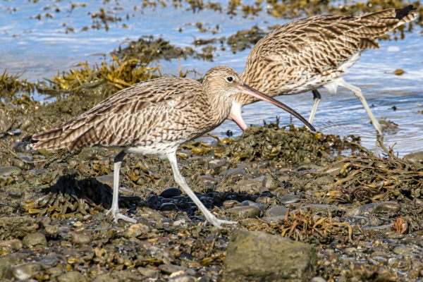 A pair of Curlews foraging along the coast at Baldoyle, Dublin.