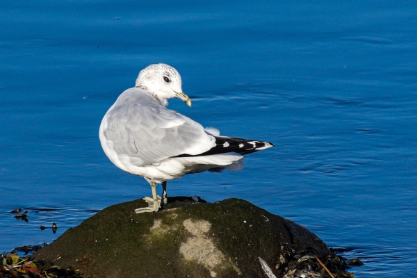 A Common on the Castletown River, Dundalk, Ireland